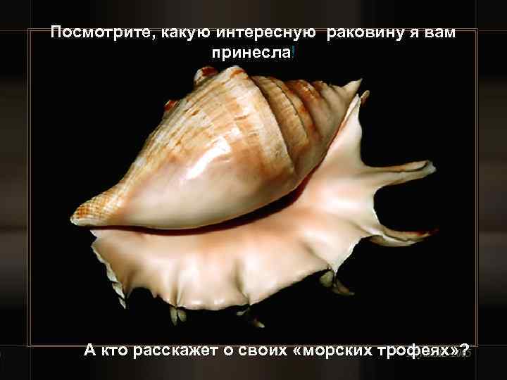 Посмотрите, какую интересную раковину я вам принесла! А кто расскажет о своих «морских трофеях»