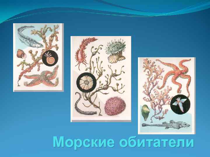 Морские обитатели 