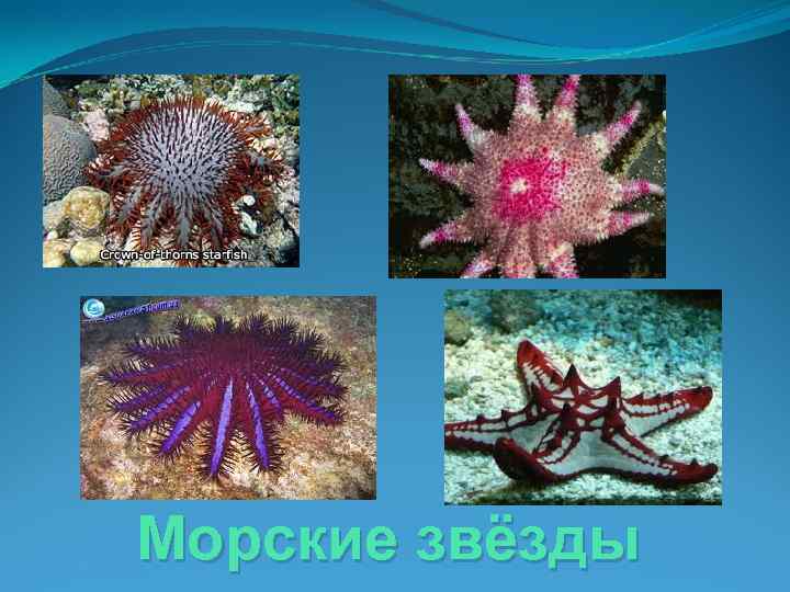 Морские звёзды 
