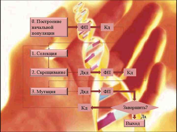0. Построение начальной популяции ФП Кд 2. Скрещивание Дкд ФП 3. Мутация Дкд ФП