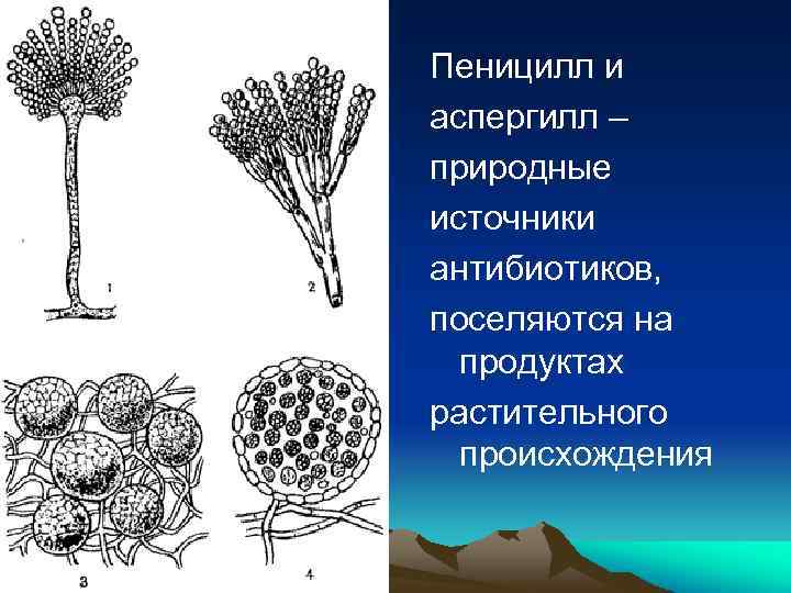 Пеницилл и аспергилл – природные источники антибиотиков, поселяются на продуктах растительного происхождения 