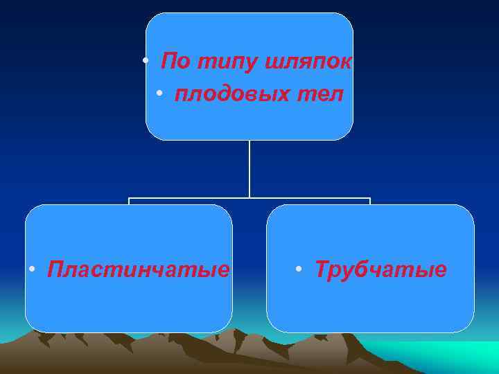  • По типу шляпок • плодовых тел • Пластинчатые • Трубчатые 