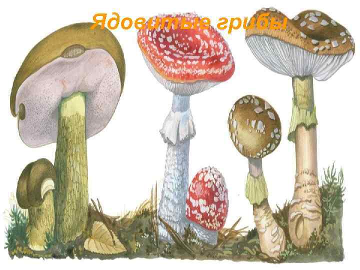 Ядовитые грибы 