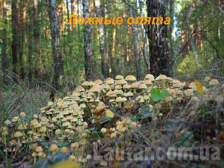 Ложные опята 