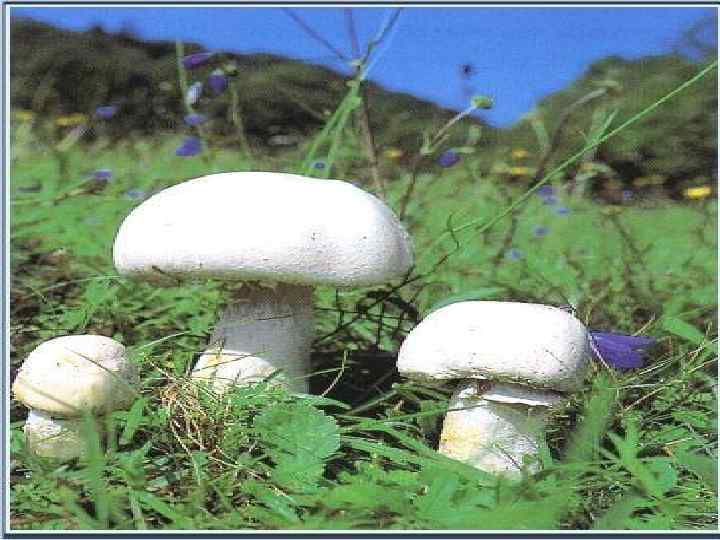 Съедобные грибы 