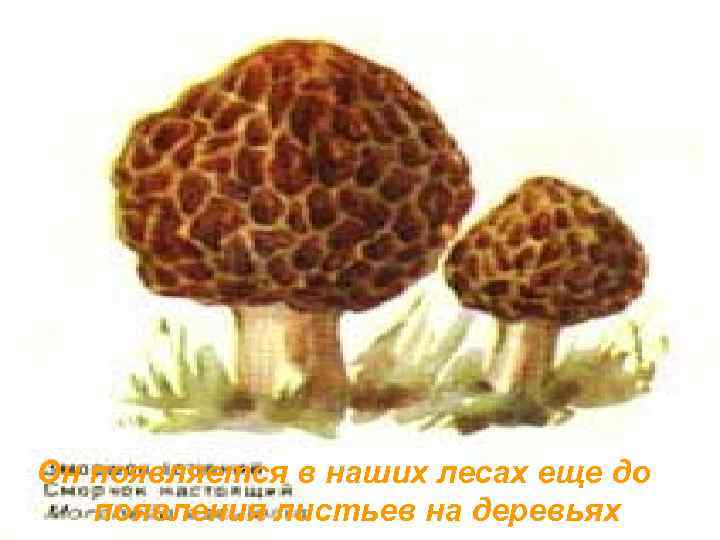 Он появляется в наших лесах еще до появления листьев на деревьях 