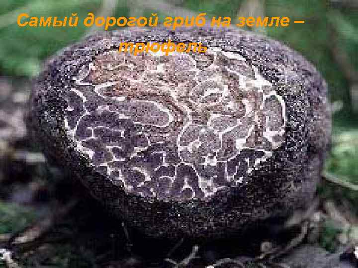 Самый дорогой гриб на земле – трюфель 