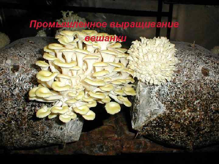 Промышленное выращивание вешанки 