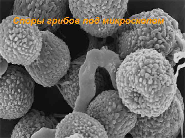 Споры грибов под микроскопом 