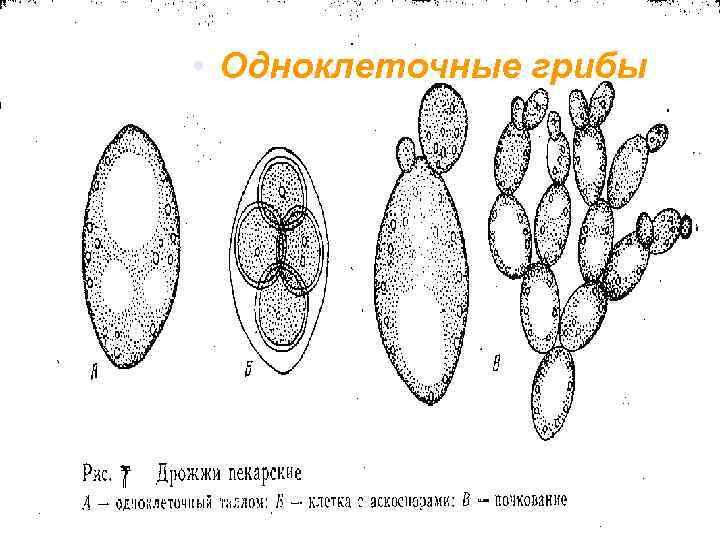  • Одноклеточные грибы 
