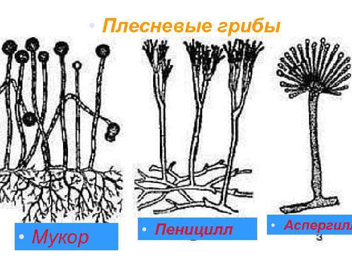  • Плесневые грибы • Мукор • Пеницилл • Аспергилл 