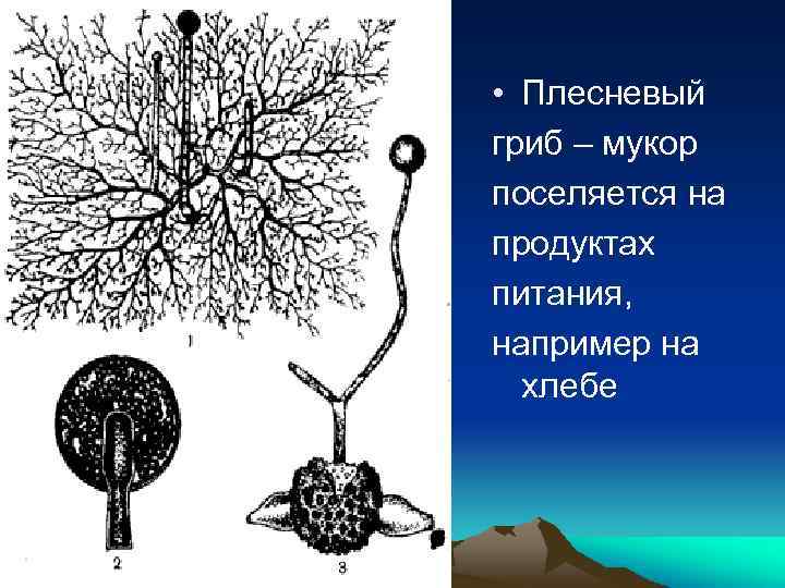  • Плесневый гриб – мукор поселяется на продуктах питания, например на хлебе 
