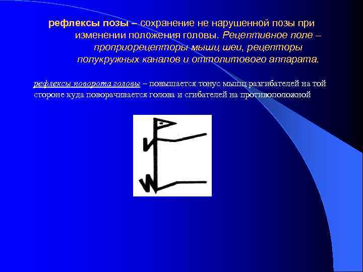 рефлексы позы – сохранение не нарушенной позы при изменении положения головы. Рецептивное поле –