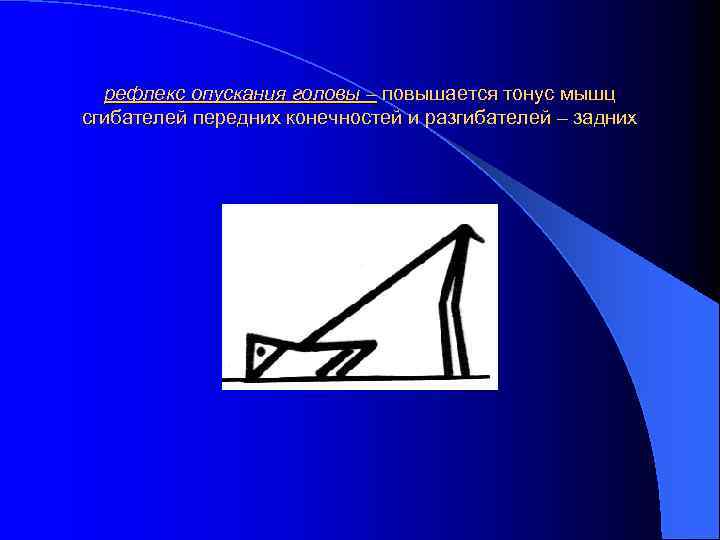 рефлекс опускания головы – повышается тонус мышц сгибателей передних конечностей и разгибателей – задних