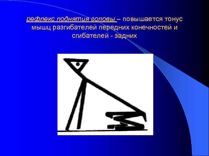 рефлекс поднятия головы – повышается тонус мышц разгибателей передних конечностей и сгибателей - задних