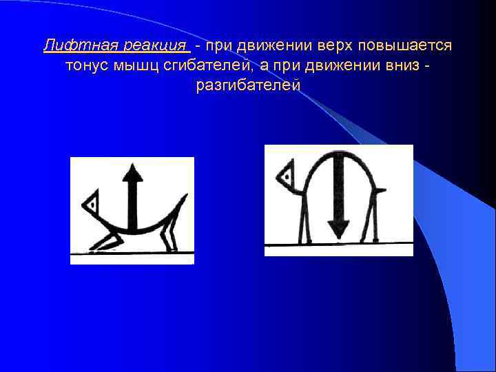 Лифтная реакция - при движении верх повышается тонус мышц сгибателей, а при движении вниз