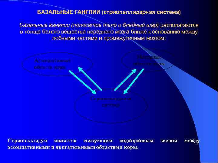 БАЗАЛЬНЫЕ ГАНГЛИИ (стриопаллидарная система) Базальные ганглии (полосатое тело и бледный шар) располагаются в толще