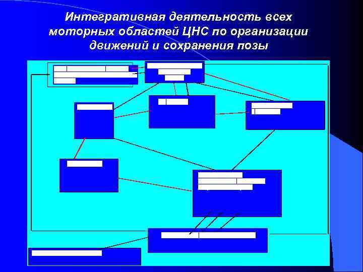 Интегративная деятельность всех моторных областей ЦНС по организации движений и сохранения позы 