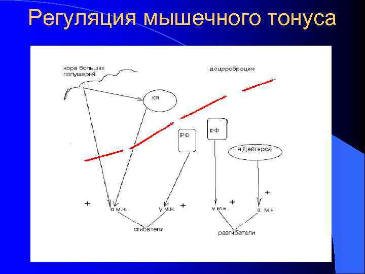 Спинальный тонус