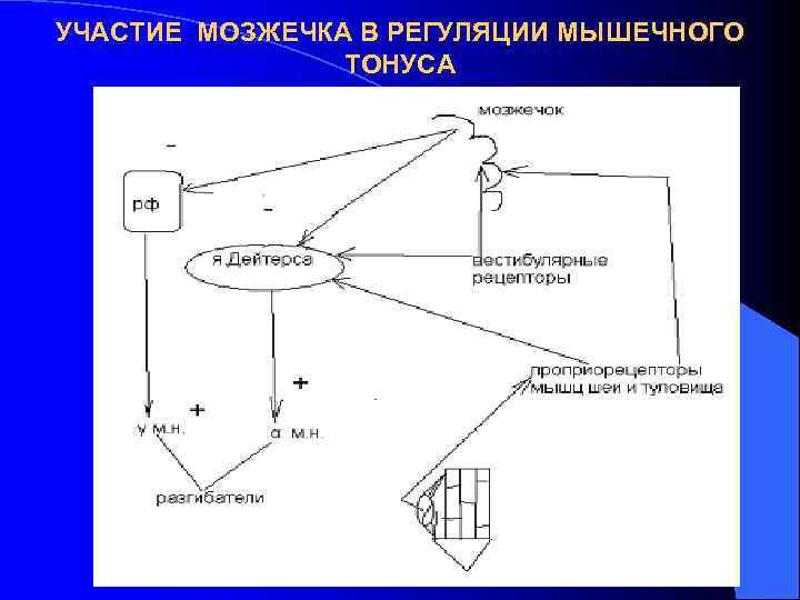 УЧАСТИЕ МОЗЖЕЧКА В РЕГУЛЯЦИИ МЫШЕЧНОГО ТОНУСА 