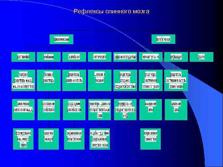 Рефлексы спинного мозга 