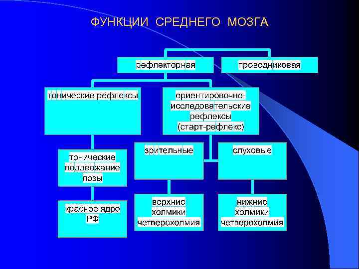 ФУНКЦИИ СРЕДНЕГО МОЗГА 