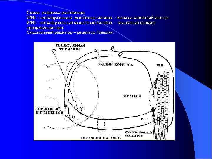 Схема рефлекса растяжения