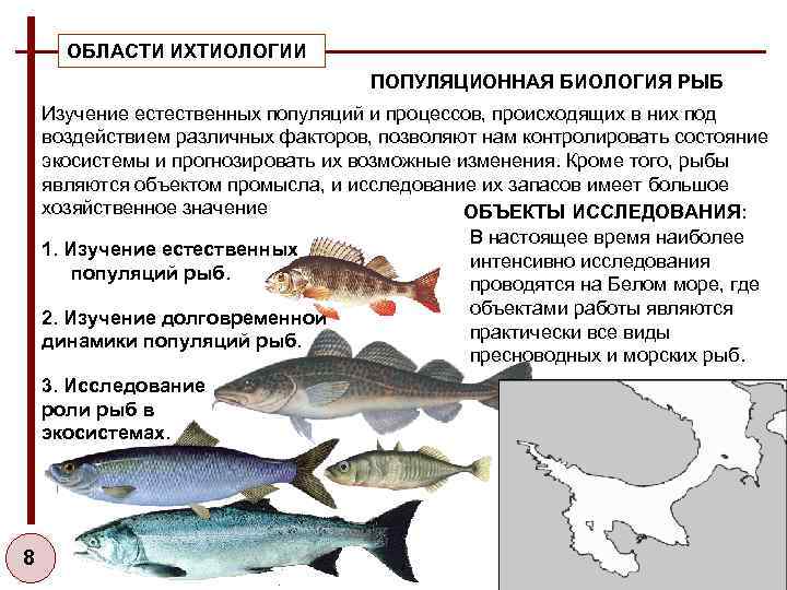 Какая биология изучает рыб. Популяция рыб. Методы изучения ихтиофауны. Половая структура популяции рыб.
