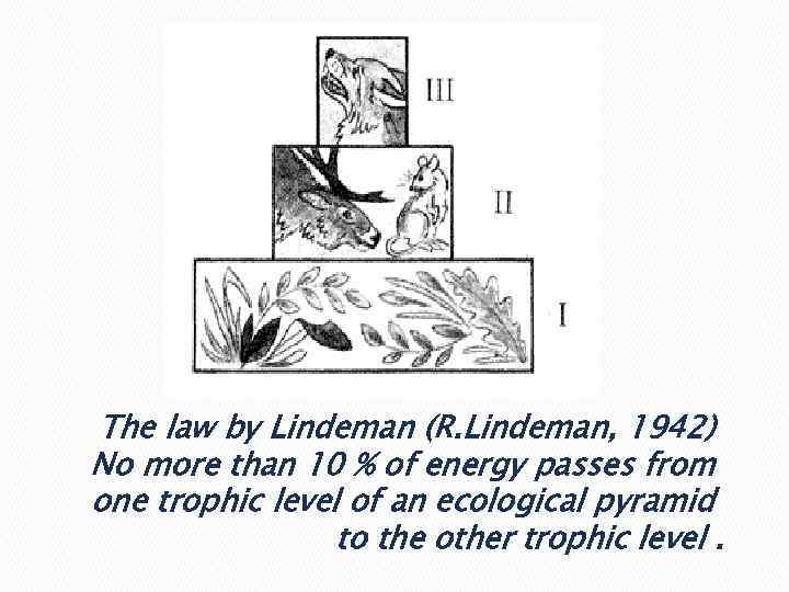 The law by Lindeman (R. Lindeman, 1942) No more than 10 % of energy