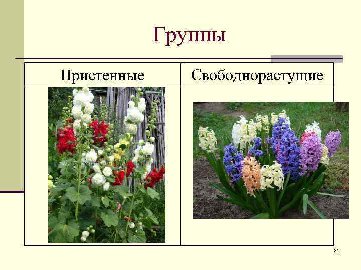 Группы Пристенные Свободнорастущие 21 