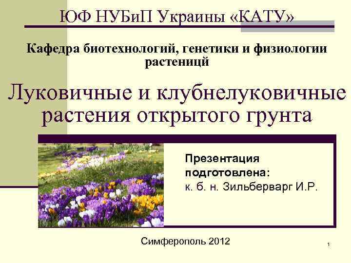 ЮФ НУБи. П Украины «КАТУ» Кафедра биотехнологий, генетики и физиологии растеницй Луковичные и клубнелуковичные