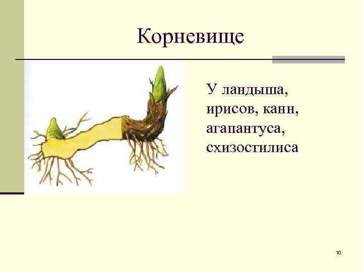 Корневище это. Корневище ландыша. Корневище ландыша части. Корневище ландыша и его части. Побег корневище ландыша.