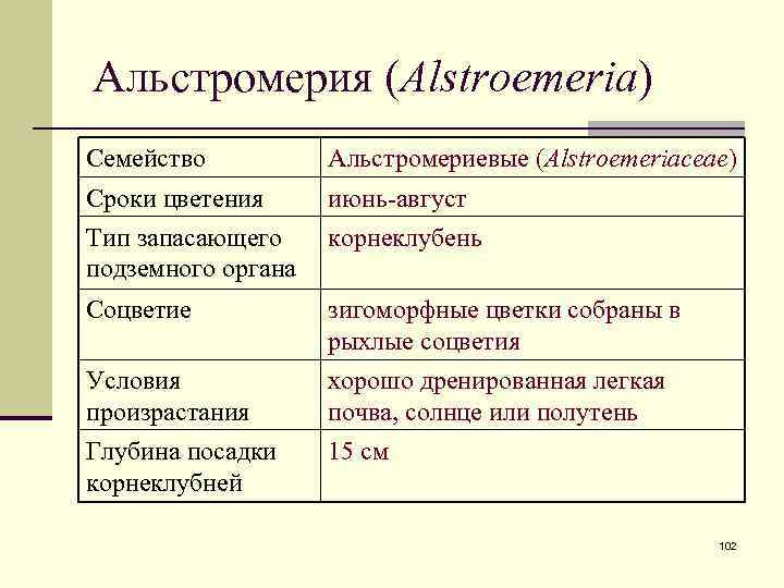 Альстромерия (Alstroemeria) Семейство Альстромериевые (Alstroemeriaceae) Сроки цветения Тип запасающего подземного органа июнь-август корнеклубень Соцветие