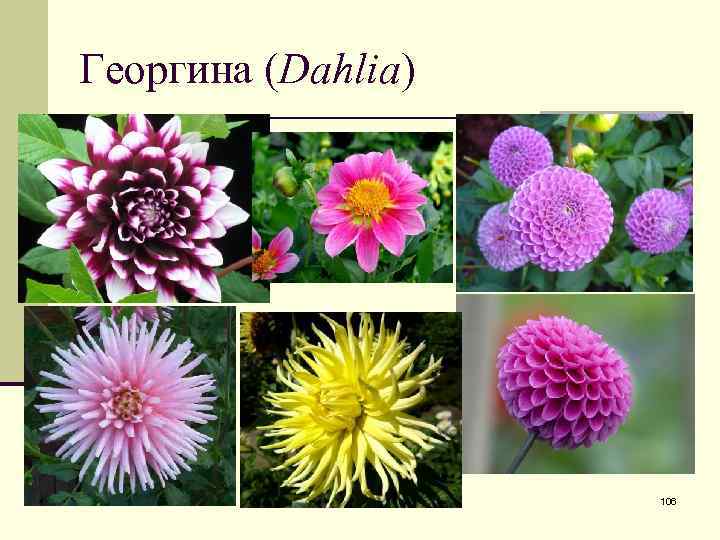 Георгина (Dahlia) 106 