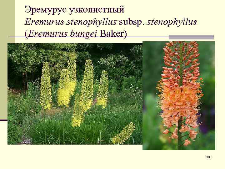 Эремурус узколистный Eremurus stenophyllus subsp. stenophyllus (Eremurus bungei Baker) 108 