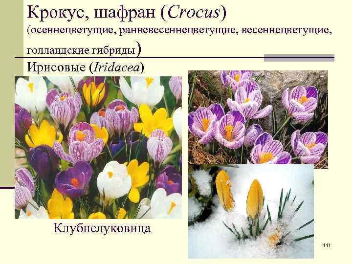 Крокус, шафран (Crocus) (осеннецветущие, ранневесеннецветущие, голландские гибриды) Ирисовые (Iridacea) Клубнелуковица 111 