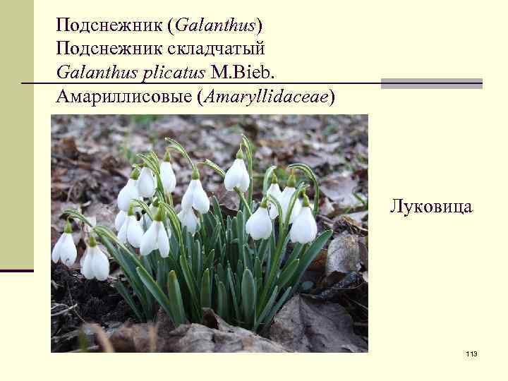 Подснежник (Galanthus) Подснежник складчатый Galanthus plicatus M. Bieb. Амариллисовые (Amaryllidaceae) Луковица 113 