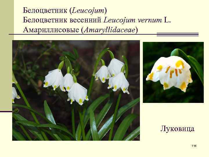 Белоцветник (Leucojum) Белоцветник весенний Leucojum vernum L. Амариллисовые (Amaryllidaceae) Луковица 114 