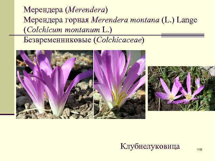 Мерендера (Merendera) Мерендера горная Merendera montana (L. ) Lange (Colchicum montanum L. ) Безвременниковые