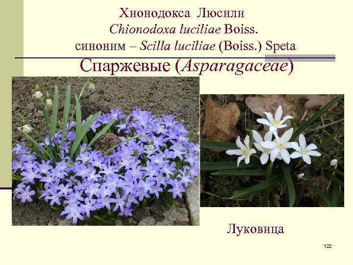 Хионодокса Люсили Chionodoxa luciliae Boiss. синоним – Scilla luciliae (Boiss. ) Speta Спаржевые (Asparagaceae)