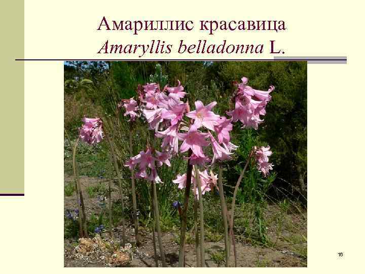 Амариллис красавица Amaryllis belladonna L. 16 