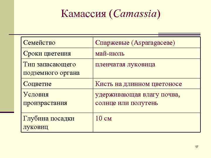 Камассия (Camassia) Семейство Спаржевые (Asparagaceae) Сроки цветения май-июль Тип запасающего подземного органа пленчатая луковица