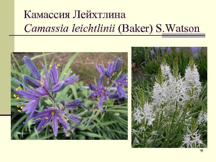 Камассия Лейхтлина Camassia leichtlinii (Baker) S. Watson 18 