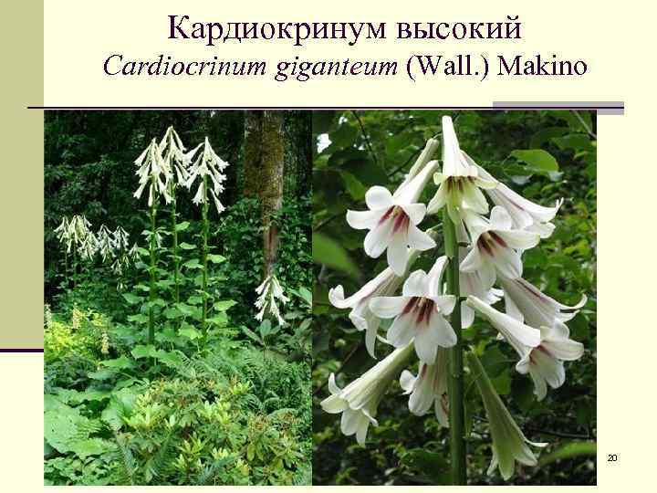 Кардиокринум высокий Cardiocrinum giganteum (Wall. ) Makino 20 