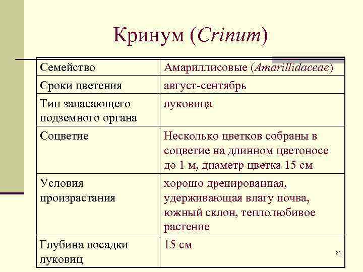 Кринум (Crinum) Семейство Сроки цветения Тип запасающего подземного органа Амариллисовые (Amarillidaceae) август-сентябрь луковица Соцветие