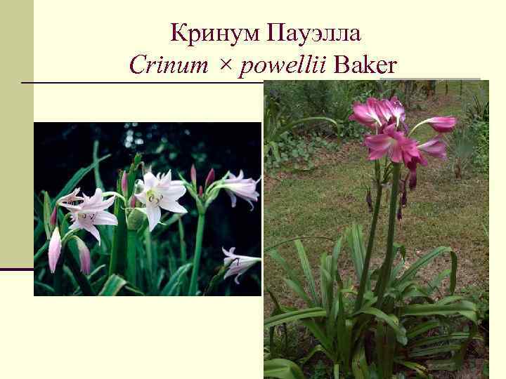 Кринум Пауэлла Crinum × powellii Baker 22 