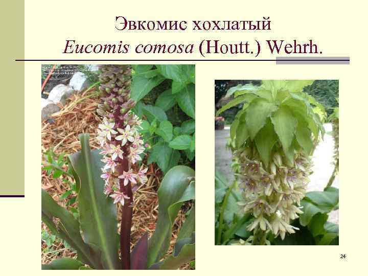 Эвкомис хохлатый Eucomis comosa (Houtt. ) Wehrh. 24 