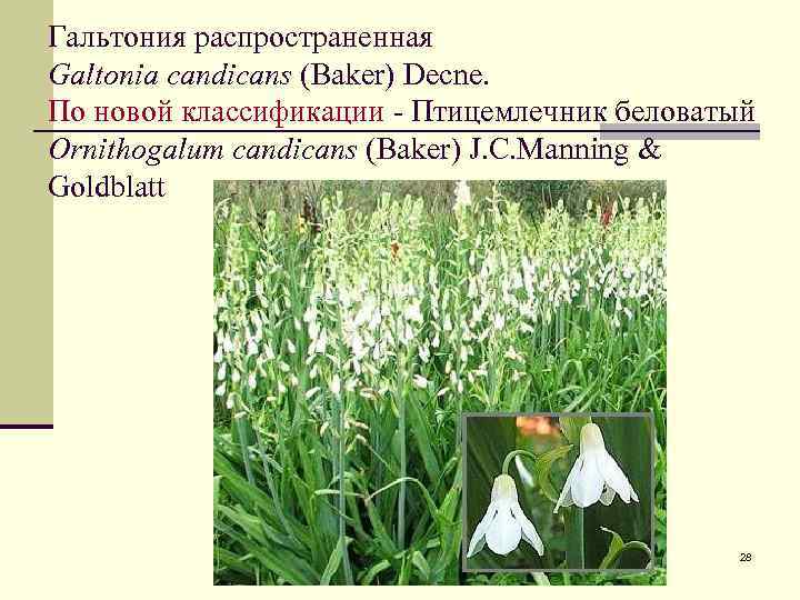 Гальтония распространенная Galtonia candicans (Baker) Decne. По новой классификации - Птицемлечник беловатый Ornithogalum candicans