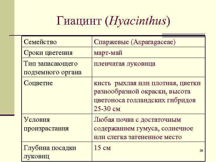 Гиацинт (Hyacinthus) Семейство Сроки цветения Тип запасающего подземного органа Спаржевые (Asparagaceae) март-май пленчатая луковица