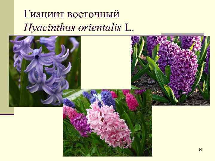 Гиацинт восточный Hyacinthus orientalis L. 30 